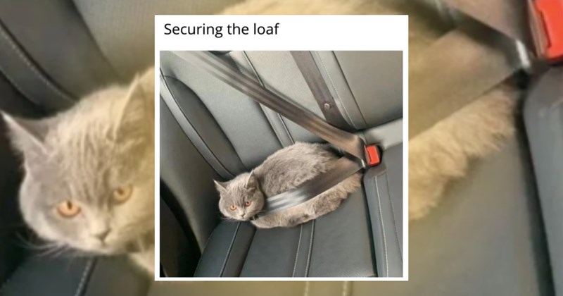 cat-memes