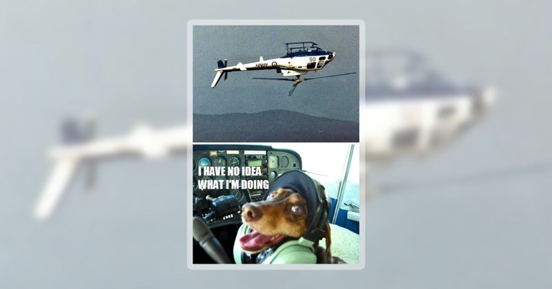 36 dog memes | thumbnail includes one meme including 'I HAVE NO IDEA WHAT I'M DOING'