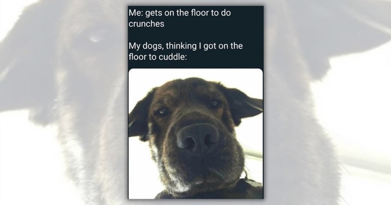 20 dog memes | Thumbnail includes one meme including 'Me: gets on the floor to do crunches My dogs, thinking I got on the floor to cuddle: C'