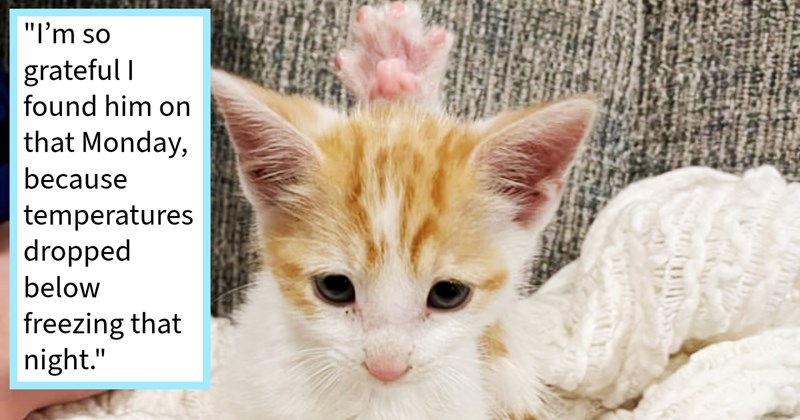 Feral kitten abandoned by cat mom found poor condition hiding under car body shop employee who scooped it up gave fur baby affectionate home extended family, rescuer says: ‘He will always warm me my family.’ | thumbnail includes one image which shows an orange and white kitten with paw above its head sitting on couch ‘“I’m so grateful I found him on that Monday, because temperatures dropped below freezing that night.”’