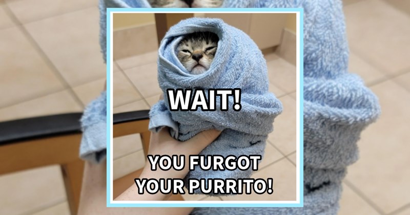 23 Classically Calamatous Cat Child Pics fur Pawrents Who Need Good Giggle | thumbnail includes one image which shows a cat rolled in towel ‘WAIT!’ ‘YOU FURGOT YOUR PURRITO!’