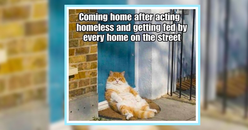 22 Hissterical Cat Child Memes fur Feline Pawrents Who Can’t Catch Break | thumbnail includes one image which shows a fluffy orange cat laying against blue front door sleeping ‘Coming home after acting homeless and getting fed by every home on the street’