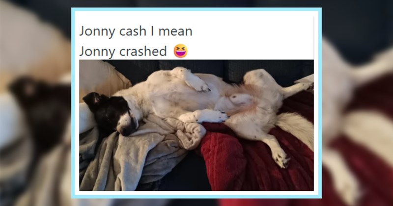 23 Pawdorable Pups Pop Culture Inspired Names | thumbnail includes one image which shows a white and black dog lying on back on couch ‘jonny cash I mean Jonny crashed’