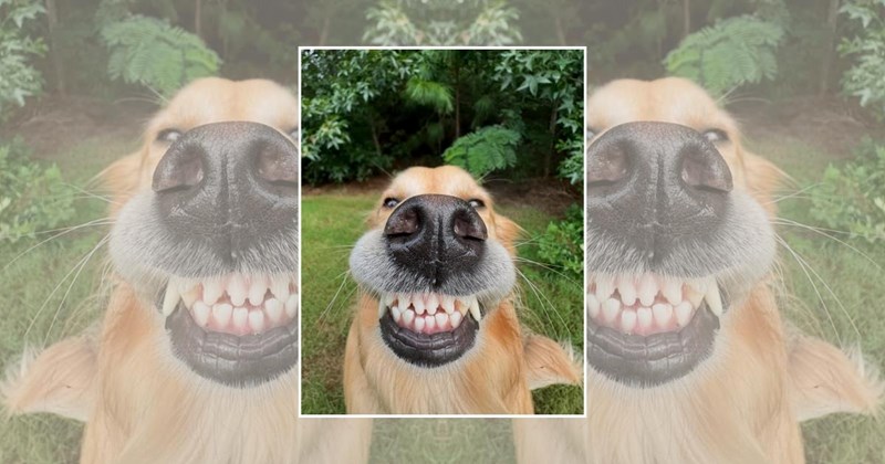cute dogs adorable doggos smiling dogs Doggos - 45689861