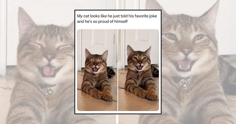 funny cat memes laughing cat happy cat cat memes Cats - 45690373