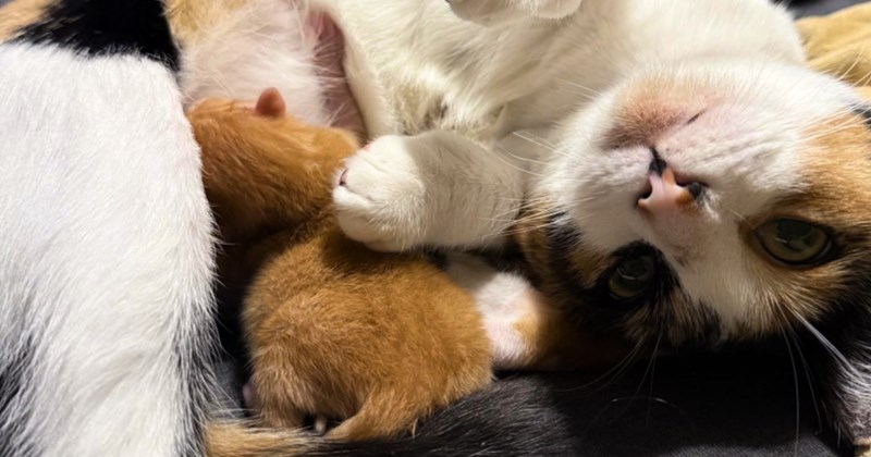 cats