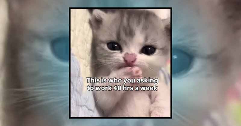 kittens cats