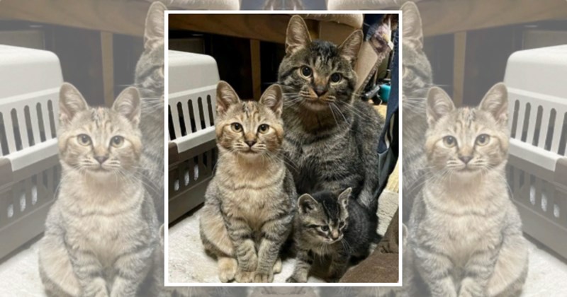 humor wholesome hilarious wholesome cats adorable cats Memes funny cats funny cat memes Cats - 45705477