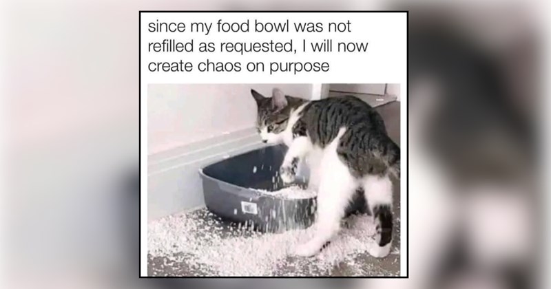 30 cat memes | thumbnail includes one meme and one picture of text including 'since my food bowl was not refilled as requested, I will now create chaos on purpose' 