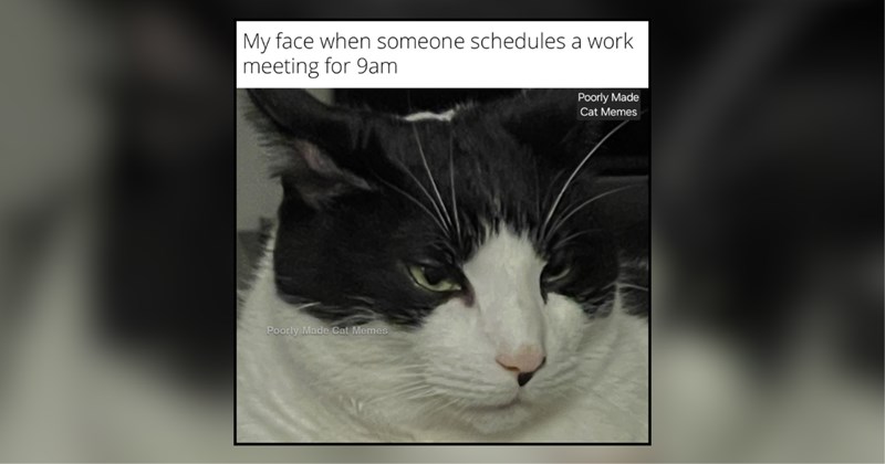 30 cat memes | thumbnail includes one meme and one picture of text including 'My face when someone schedules a work meeting for 9am' 