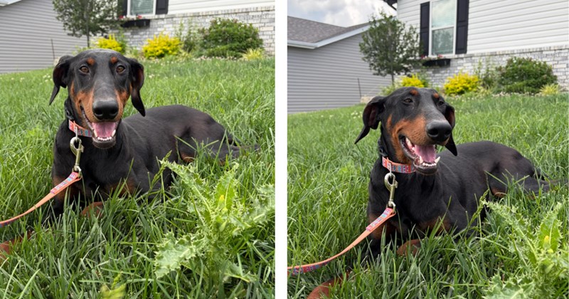 'How do I go about getting her more comfortable and more confident in herself?': Doberman adopted from shelter, new owner asks internet advice on best approaches as a new dog dad