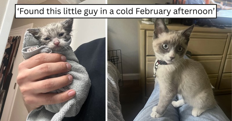 4 pictures of cats | thumbnail includes two pictures of cats and one picture of text including '‘Found this little guy in a cold February afternoon’' 