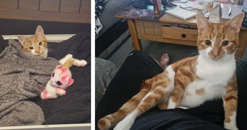 'He pays his rent by slaying spiders, flies and moths': Orange kitten found in a trash bin and is now king of the house with his furrever cat pawrent