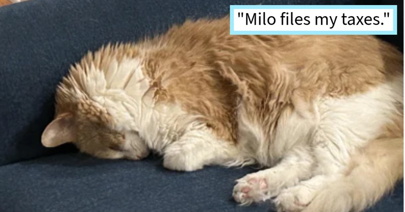 21 Caring Cat Children Who Actually Helped Pawrents Something | thumbnail includes one image which shows curled up orange and white cat on couch ‘“Milo files my taxes.”’