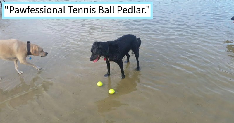 20 Border Collie Cuties and their Pawdorable Pupper Jobs | thumbnail includes one image which shows a white dog walking up to black dog in water standing over two tennis balls ‘“Pawfessional Tennis Ball Pedlar.”’