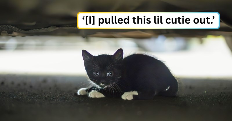 23 text pictures, 5 kitten pictures | thumbnail includes one picture of a kitten under a car, and ‘[I] pulled this lil cutie out.’