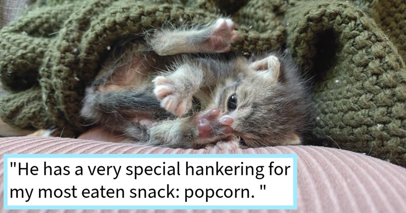 Kitten abandoned cat mom found crying under shed saved neighbor who took raising baby after shelters turned him away, cat dad says: ‘ goofiest kitten ever met since he can walk well now, he's always right there like tiny shadow.’ | thumbnail includes one image which shows a gray and white kitten playing with its feet next to knitted blanket ‘“He has a very special hankering for my most eaten snack: popcorn.”’