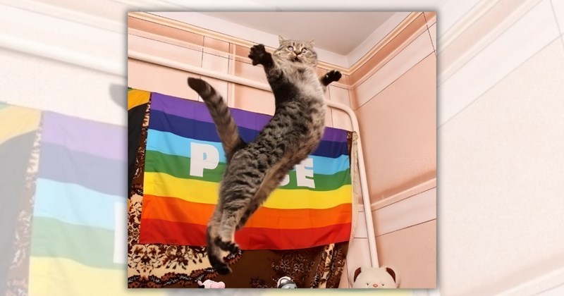 26 cat memes and cat pictures supporting Pride Month | Thumbnail includes one meme of a cat in front of a gay pride flag including 'P E'