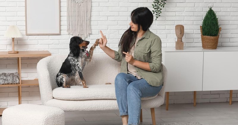 'I stopped petting her': Devoted dog owners share small changes and tips that made their adorable doggos happier