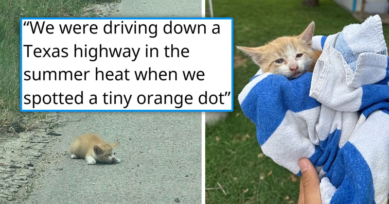 story about a couple who found a dehydrated kitten lying on a hot road and saved it | thumbnail includes one picture of an orange kitten lying on a road and one picture of a kitten wrapped up in a blanket 'We were driving down a Texas highway in the summer heat when we spotted a tiny orange dot'