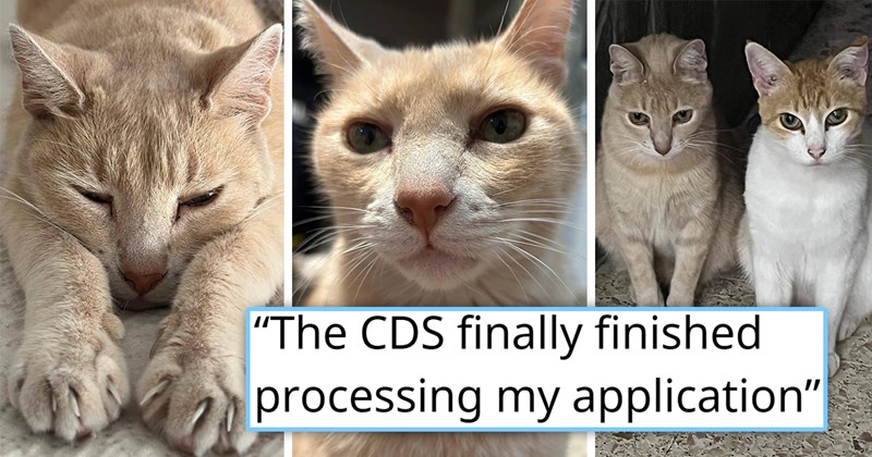story about a cat waiting for someone every day before work and getting adopted | thumbnail includes three pictures of a cream colored cat and one of them the cat next to another feline 'the CDS finally finished processing my application'