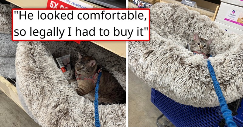 story about someone taking their cat to the store and buying the giant bed that their cat chose to lie on | thumbnail includes two pictures including a cat on a fluffy bed on a shelf and a cat on a fluffy bed in a shopping cart 'He looked comfortable, so legally I had to buy it'