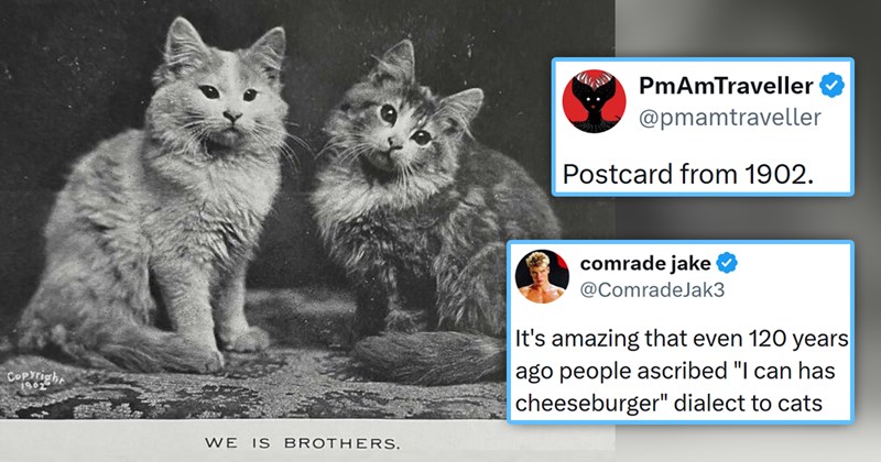 viral cat tweets from X | thumbnail includes one black and white picture of a postcard of two fluffy kittens that says 'we is brothers' and two tweets 'PmAmTraveller Postcard from 1902' and 'comrade jake ♥ @ComradeJak3 It's amazing that even 120 years ago people ascribed "I can has cheeseburger" dialect to cats'