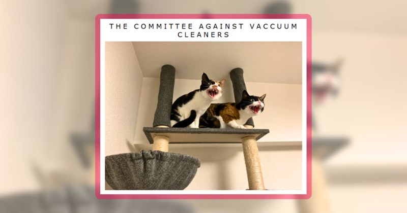 35 cat memes | thumbnail includes one meme including 'THE COMMITTEE AGAINST VACCUUM CLEANERS'
