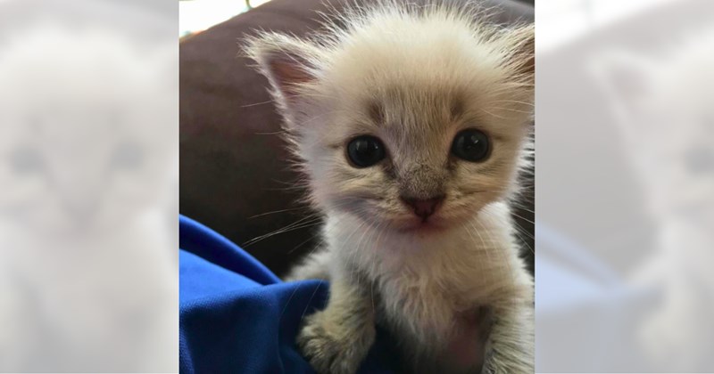 Story of cat lover rescuing kitten in a trash bag | Thumbnail includes one picture of a white and grey kitten and one picture of text including '‘Trash kittens are some of the best'