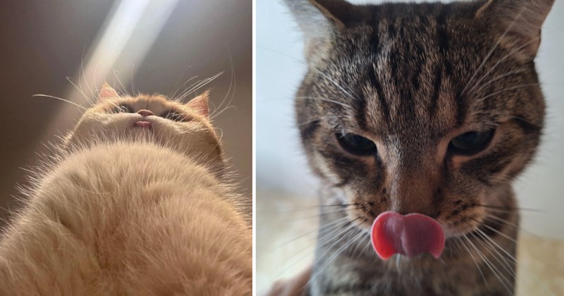 30 cat pictures | thumbnail includes two pictures of cats 