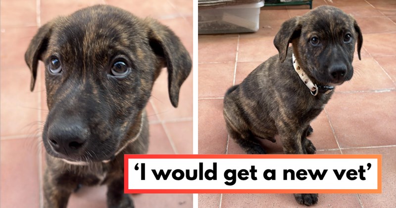 Story of adopted puppy being called dangerous by vet | Thumbnail includes two pictures of a brindle mutt puppy and one picture of text including '‘I would get a new vet’'