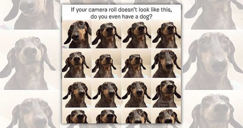 29 dog memes | Thumbnail includes one meme including 'If your camera roll doesn't look like this, do you even have a dog? @doxie83 @bark'