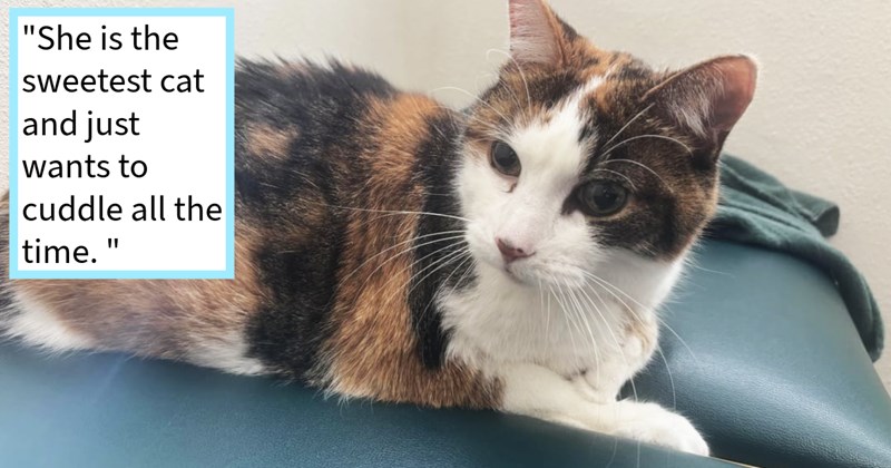 Cat who was ejected from parked car immediately saved passing dog mom given loving foster home her pawmily until feline’s furever home found, rescuer says: ‘She was so scared but trusted me right away.’ | thumbnail includes one image which shows a calico cat lying on a couch ‘“She is the sweetest cat and just wants to cuddle all the time.”’