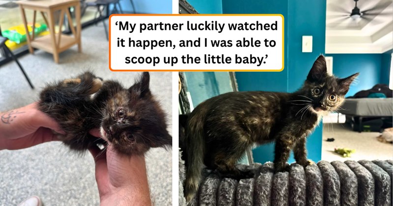 21 text pictures, 4 kitten pictures, 1 cat picture | thumbnail includes two pictures of a kitten, and ‘My partner luckily watched it happen, and I was able to scoop up the little baby.’