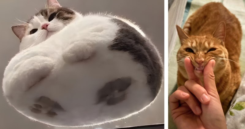 23 pictures of cute cats and kittens | Thumbnail includes one picture of a circular cat on glass, and one picture of an orange cat being pinched by owner