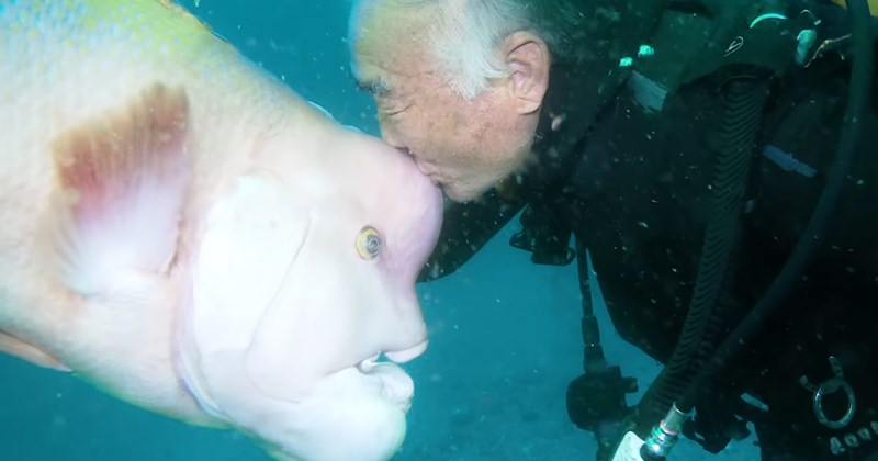 story about a man and the giant fish that he has been friends with for 30 years | thumbnail includes one picture of a diver kissing the forehead of a giant fish 