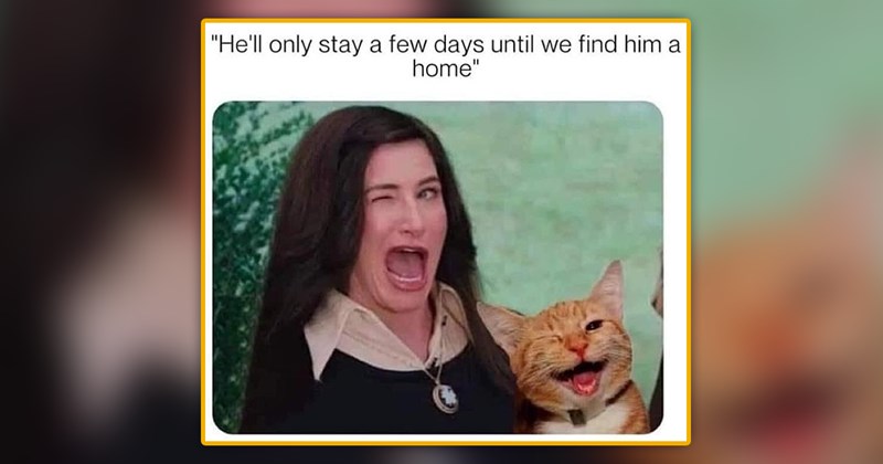 cute and funny cat memes | thumbnail includes one meme of a woman holding a ginger cat that is blinking and blinking '"He'll only stay a few days until we find him a home"'