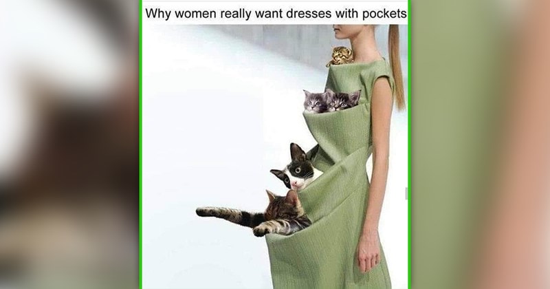 cute and funny cat memes | thumbnail includes one meme of a woman wearing a green dress with many pockets and a cat in each pocket 'Why women really want dresses with pockets'