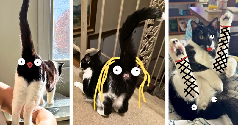 28 cat pictures | thumbnail includes three pictures of cats