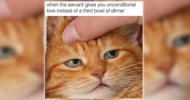 33 Feline-Filled Funny Memes for a Moment of Pawdorable Peace