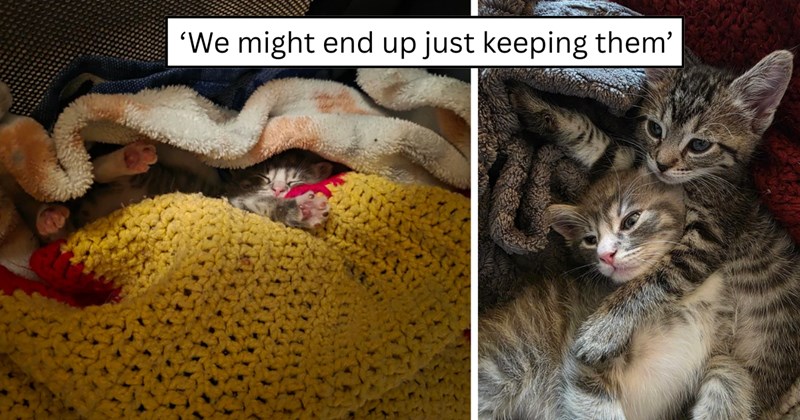 14 pictures of cats | thumbnail includes two pictures of cats and one picture of text including '‘We might end up just keeping them’' 
