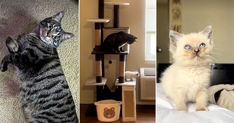 kitten cat rescue