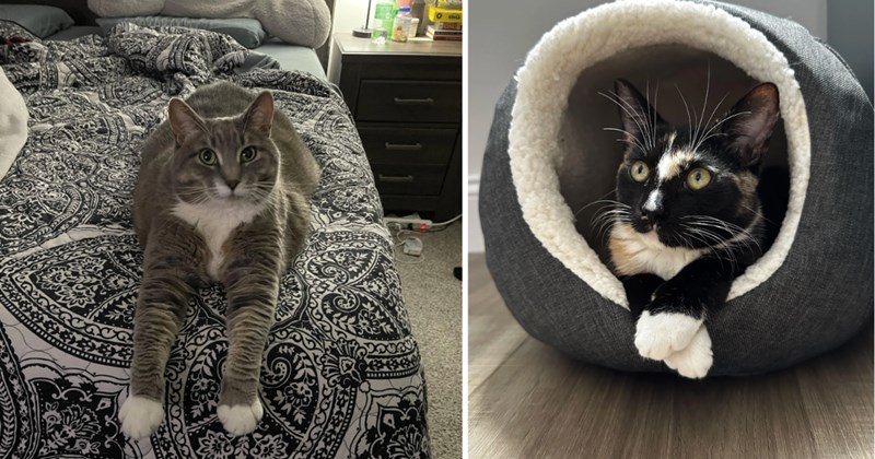 30 cat pictures | thumbnail includes two pictures of cats 