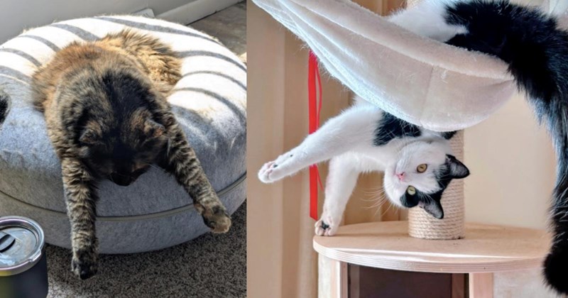 cats sploot