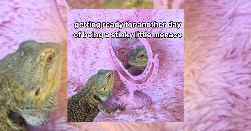 lizard-memes