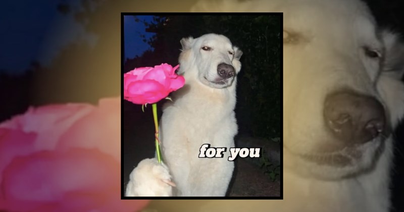 animal memes cute love