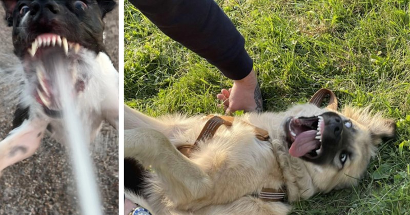 21 Howlariously Unhinged Doggos Unleashing Dawg Inside Them | thumbnail includes two images one image shows a black and white dog with mouth open water spraying into mouth, the other image shows a cream colored dog lying on grass mouth open eyes wild tongue out