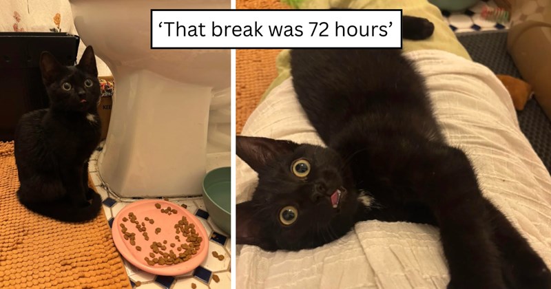 30 pictures of cats and text | thumbnail includes two pictures of cats and one picture of text including '‘That break was 72 hours’' 