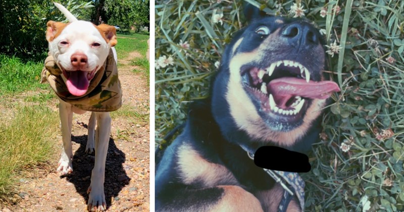 22 Smiling Canine Sweeties for a Puplifting End to your Work Week | thumbnail includes two images one image shows a smiling white and brown pit bull, the other image shows a brown and black dog lying on back smiling tongue out