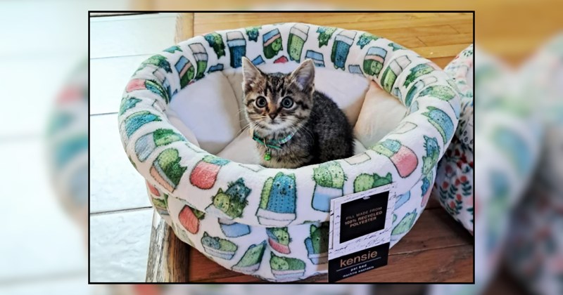 Nostalgic woman reminisces about childhood cat, meownifests a female kitten in her crawl space: 'The Cat Distribution System is 100% real'